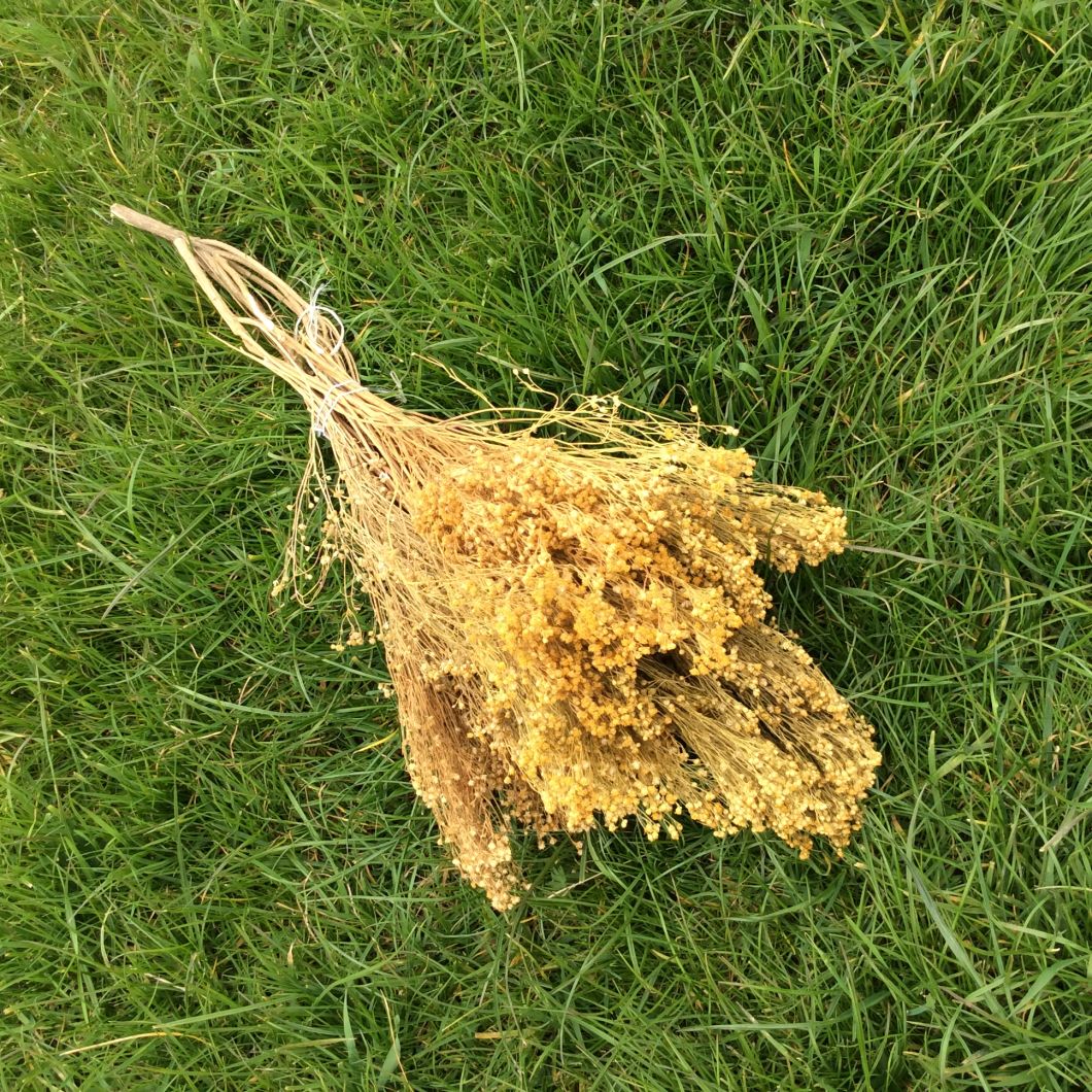 Bloom Ochre, approx. 80 cm - www.BrandonThatchers.co.uk Bloom Ochre, approx. 80 cm - www.BrandonThatchers.co.uk