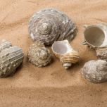 Buff Fossil - www.BrandonThathers.co.uk Buff Fossil Shell-2.jpg