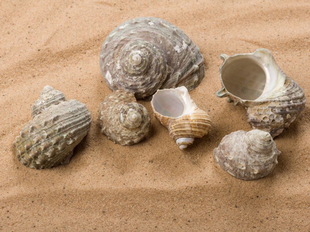 Buff Fossil - www.BrandonThathers.co.uk Buff Fossil Shell-2.jpg