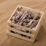 SHELL SPIRAL SNAIL BOX.jpg