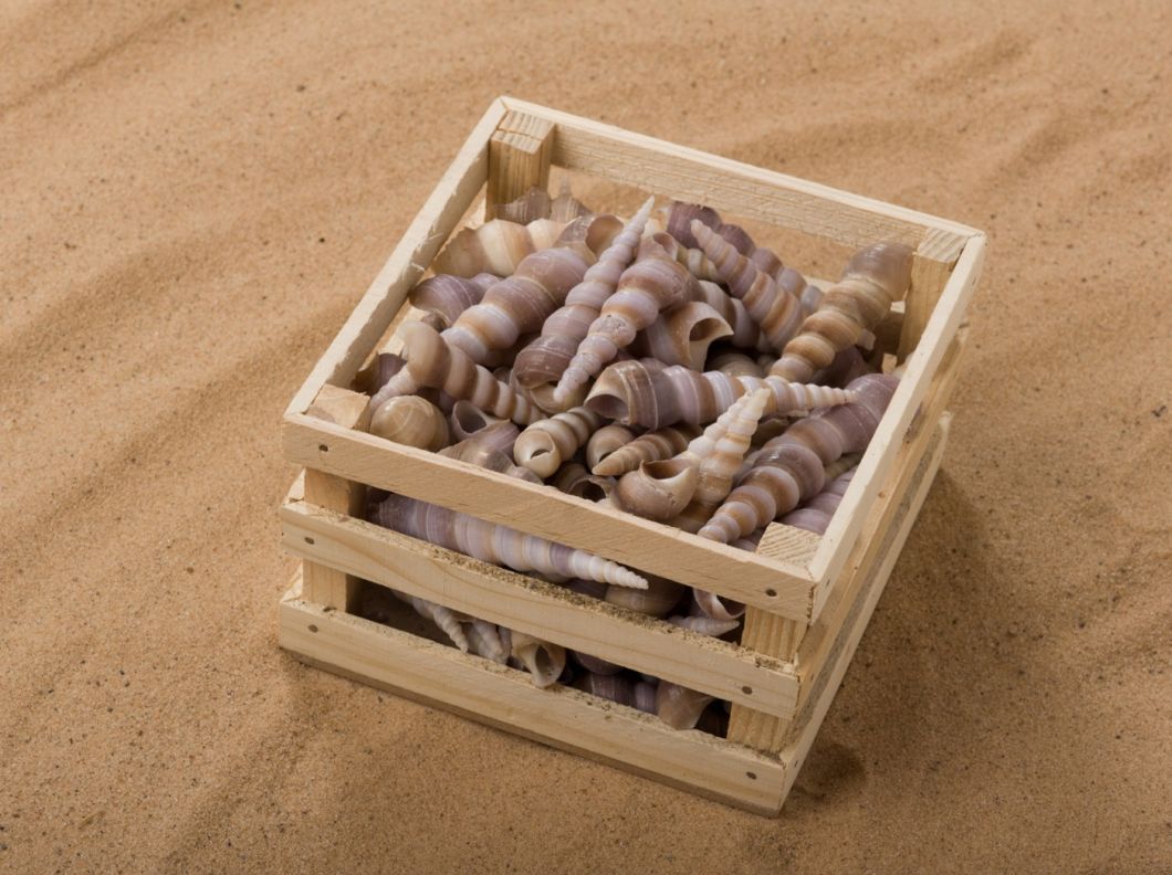 SHELL SPIRAL SNAIL BOX.jpg