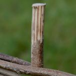 Full hazel Hurdle - www.brandonthatchers.co.uk BRANDON THATCHER-4-91.jpg