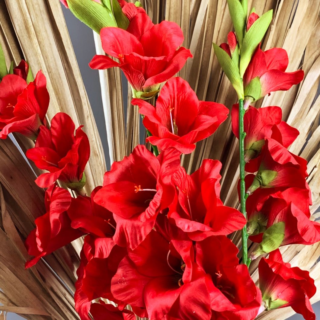 Gladiola, Red 96 cm - www.BrandonThatchers.co.uk IMG_1030.jpg