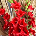 Gladiola, Red 96 cm - www.BrandonThatchers.co.uk IMG_1030.jpg