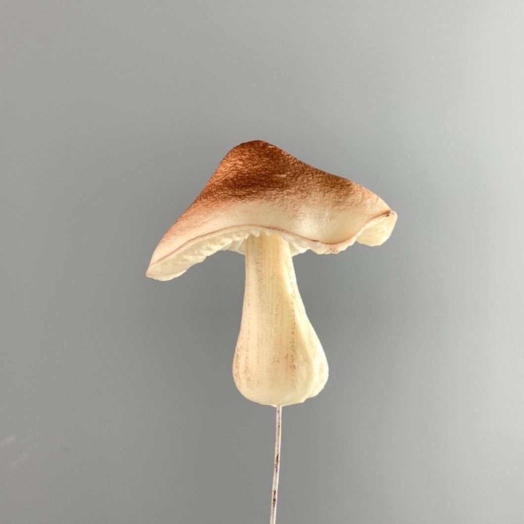 Faux Fungi- www.BrandonThathers.co.uk IMG_2305.jpeg