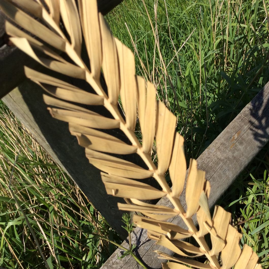 Palm Leaf Trimmed - www.BrandonThatchers.co.uk Palm Leaf Trimmed - www.BrandonThatchers.co.uk