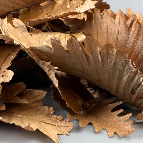 Dark Dried Leaves x 20, approx. 21 cm long by 11 cm Wide, Natural Dried Floral Deco
