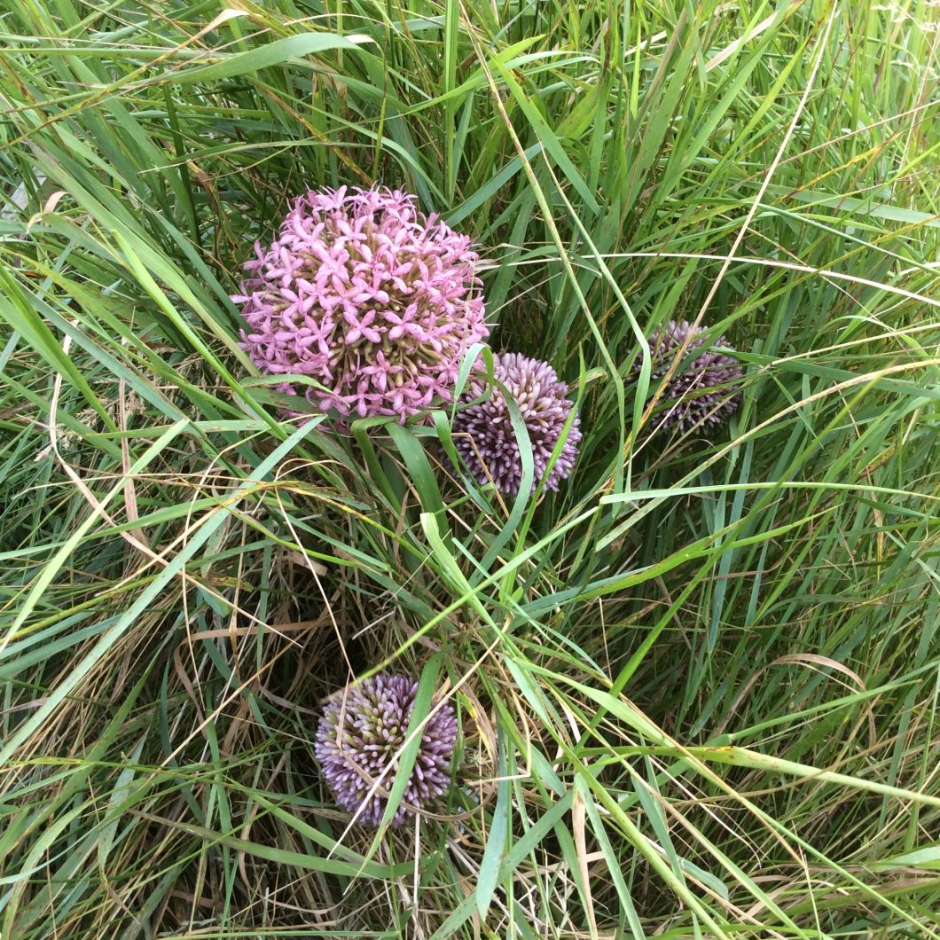 Allium Giant Blush Pink, 12 cm head www.BrandonThatchers.co.uk Allium Giant Blush Pink, 12 cm head www.BrandonThatchers.co.uk