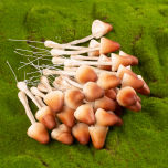 Faux Fungi- www.BrandonThathers.co.uk 25015-BrandonThatcher-web-size-29-7-20-480.jpg