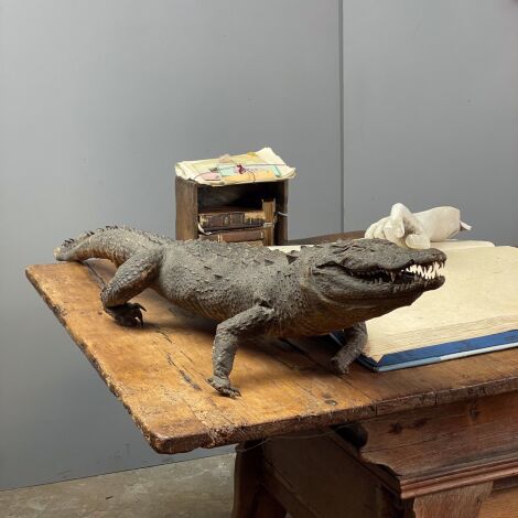 Victorian Taxidermy Crocodile - RENTAL ONLY