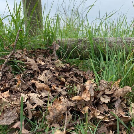 Dried Leaves & Brush Ground Dressing Small Bag or 1.2m cube bag