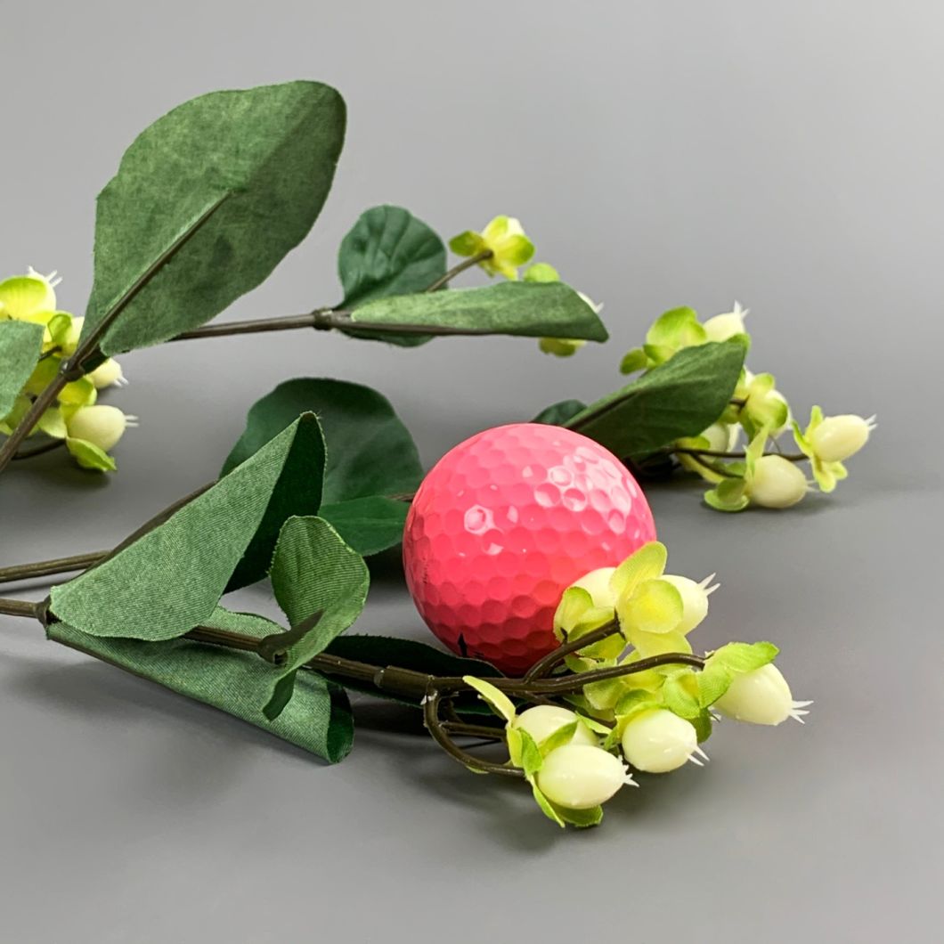 Hypericum - www.BrandonThathers.co.uk IMG_1095.jpg