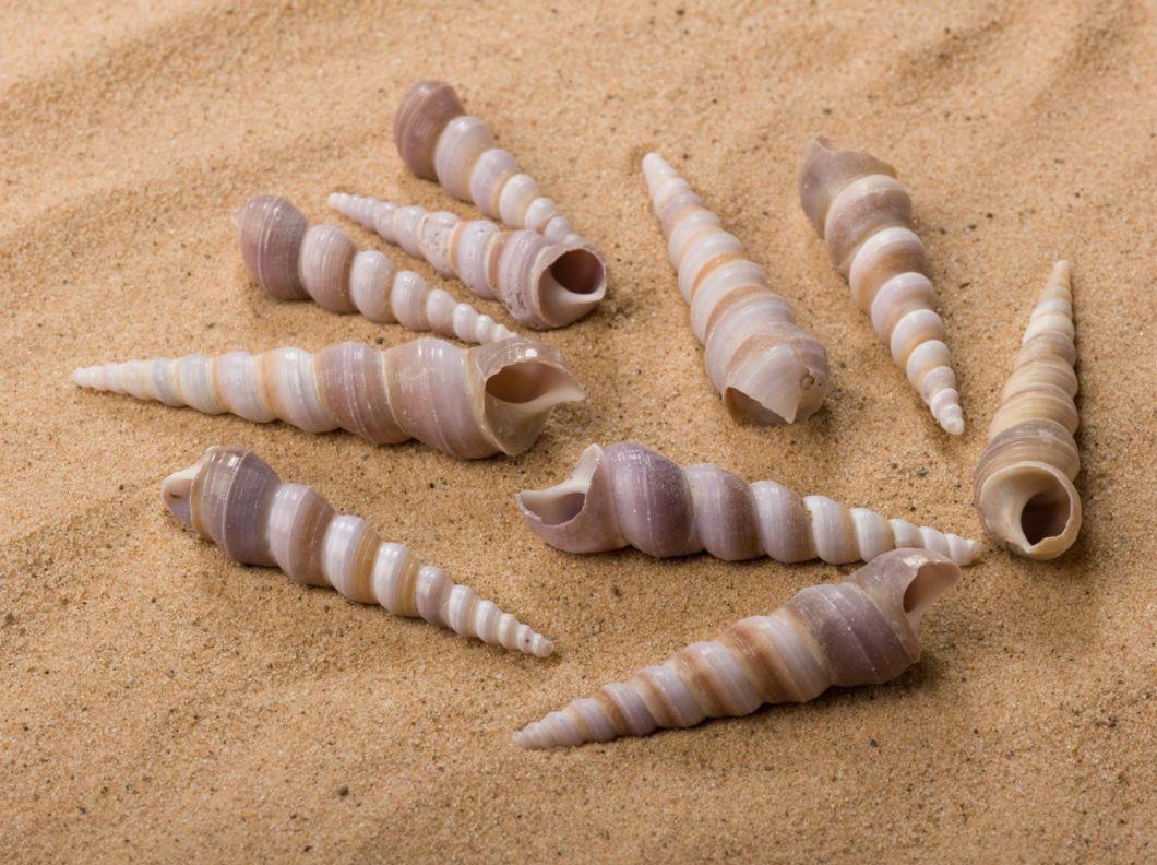 Long Spiral Seashell, Approx. 20mm diameter by 70mm long