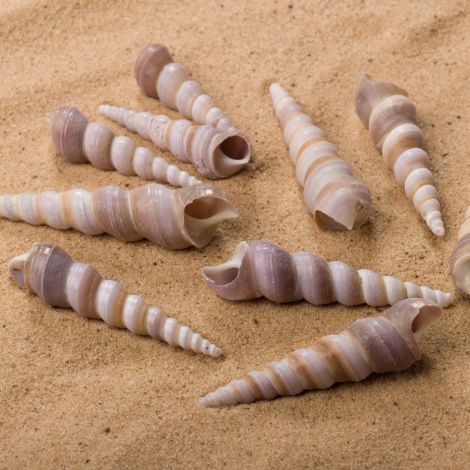 Long Spiral Seashell, Approx. 20mm diameter by 70mm long