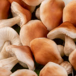 Faux Fungi- www.BrandonThathers.co.uk 25015-BrandonThatcher-web-size-29-7-20-497.jpg