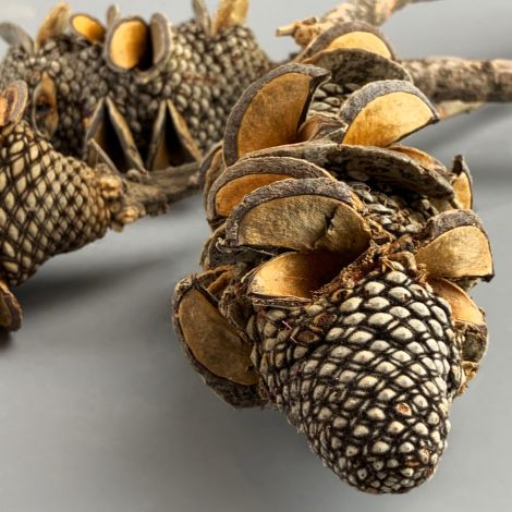 Shrieking Cone, approx. 40 cm long by 10 cm diameter, natural dried floral deco