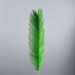 Cycas Palm - www.BrandonThathers.co.uk IMG_0807.jpg