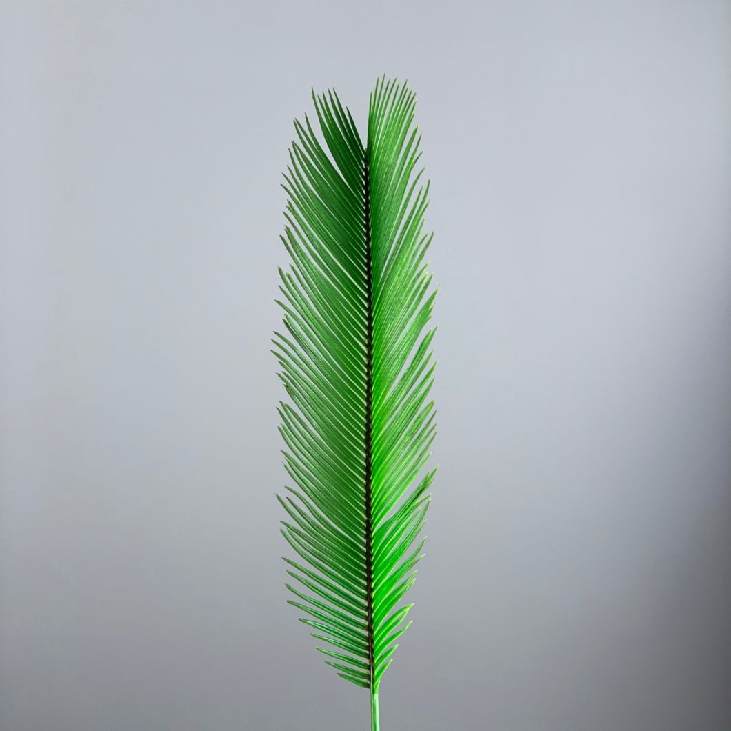 Cycas Palm - www.BrandonThathers.co.uk IMG_0807.jpg