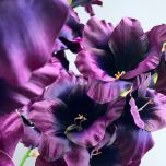 Gladiola, Damson 96 cm - www.BrandonThatchers.co.uk IMG_0734.jpg