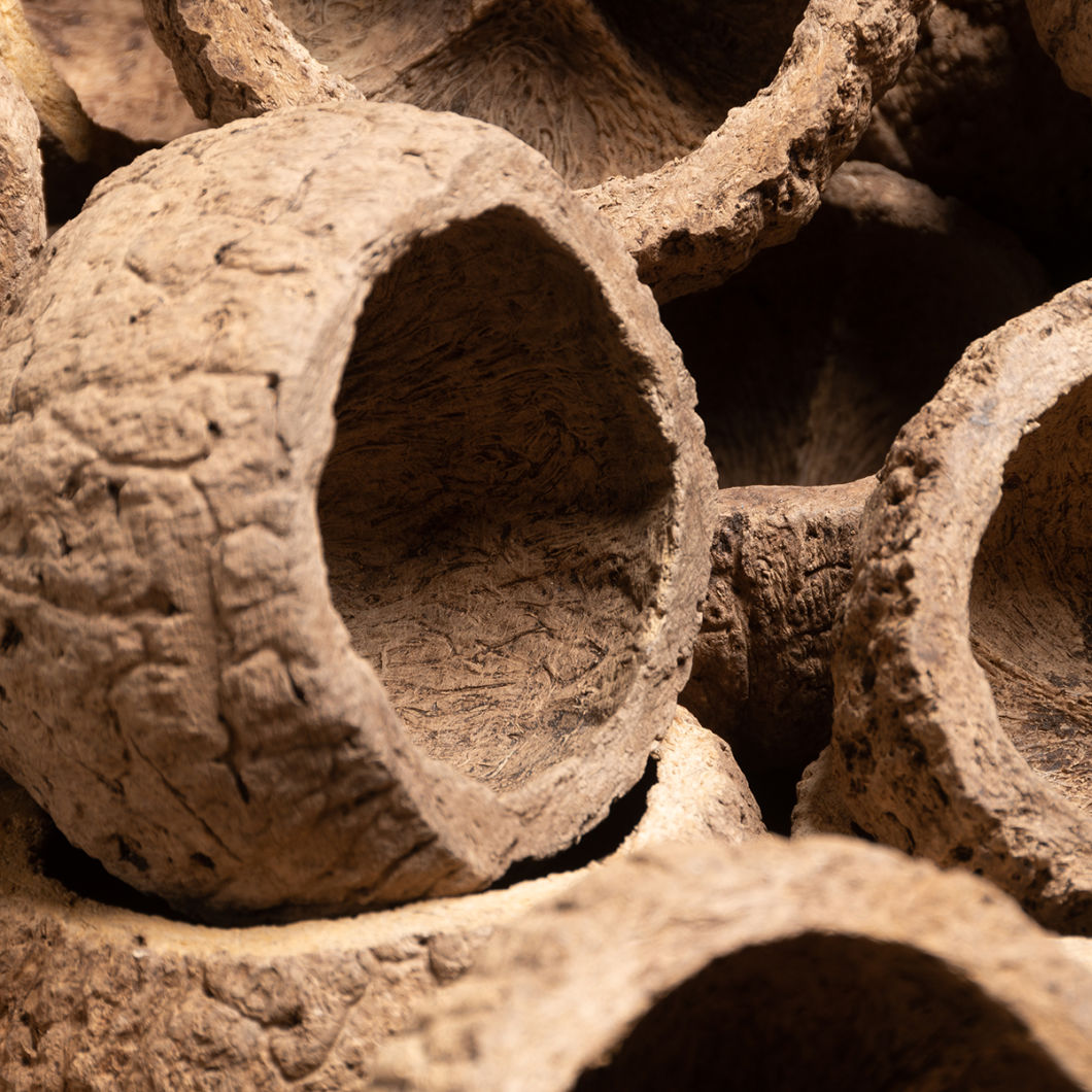 Coconut Shell - www.BrandonThathers.co.uk 25015-BrandonThatcher-web-size-29-7-20-400.jpg
