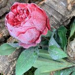 Peony Frosted, Red, 79cm tall - www.BrandonThatchers.co.uk