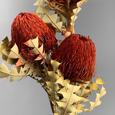 Xmas Baxteri Red, 70 cm tall dried flower, floral decoration