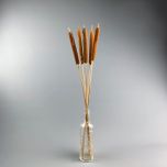 Bulrushes Stems x 5, approx. 80 cm tall, dried