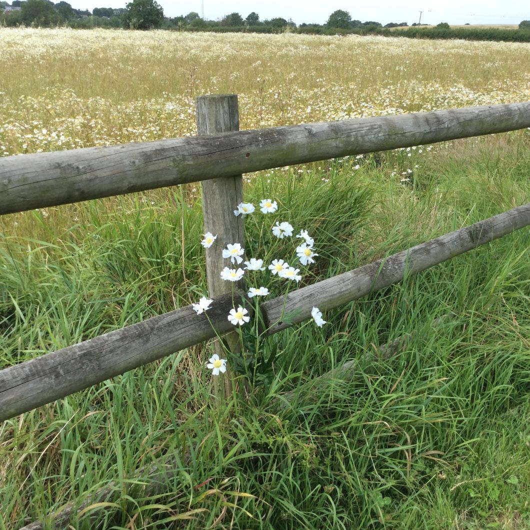 Daisy Field spray, 80cm - www.BrandonThatchers.co.uk