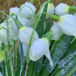 Snowdrops, Frosted Bunch 36 cm- www.BrandonThatchers.co.uk