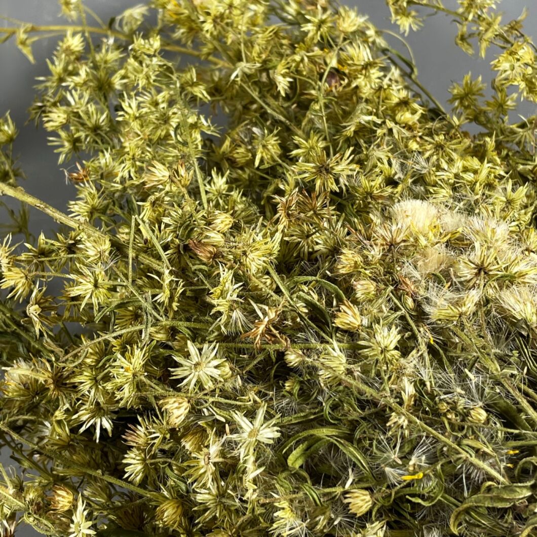 FLEABANE 2.jpg