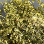 FLEABANE 2.jpg