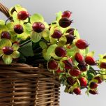 Hypericum Red - www.BrandonThathers.co.uk IMG_1106.jpg