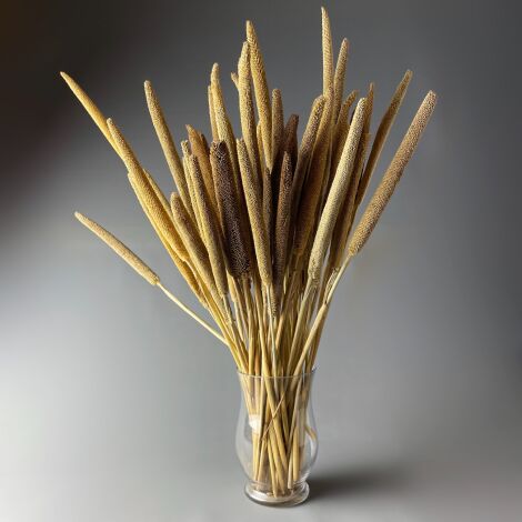 Babala Stem x 5, Natural Dried Deco, approx 60 - 70cm long