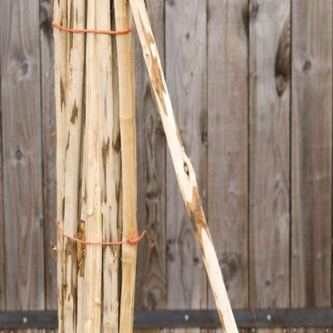 CHESTNUT 4.jpg Split Chestnut Pole Bundle, approx 25 piece by 4' (1.2 m) long. Grown and cut in the UK