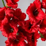 Gladiola, Red 96 cm - www.BrandonThatchers.co.uk IMG_1026.jpg