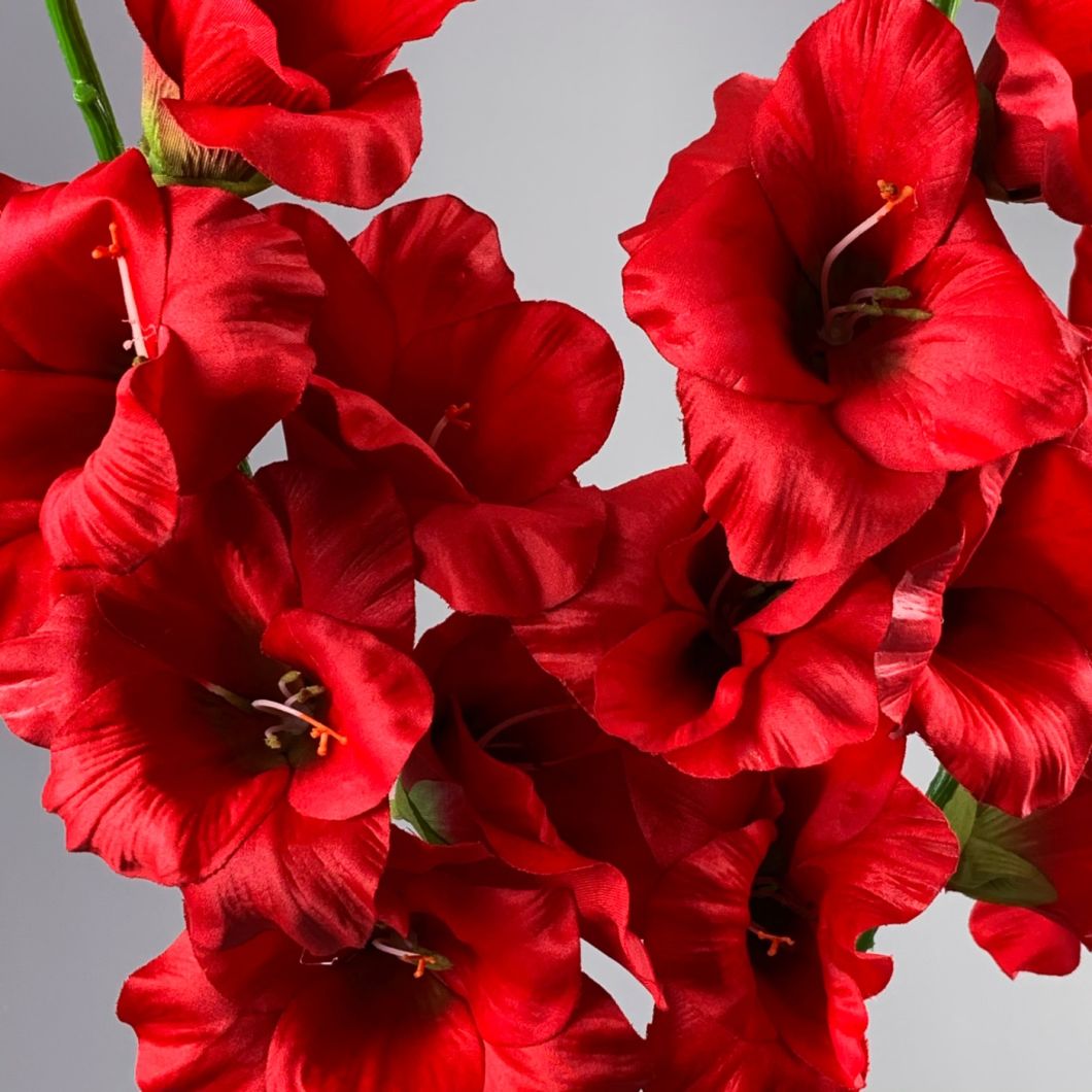 Gladiola, Red 96 cm - www.BrandonThatchers.co.uk IMG_1026.jpg