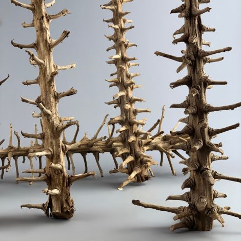 Fish Spine Tree, approx. 80 cm long by 15 to 20 cm diameter at the largest end