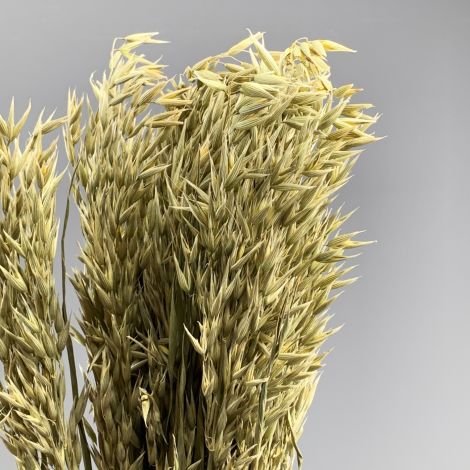 Oats, approx. 79 cm tall x 20 cm wide dried cereal bunch, indigenous, UK grown