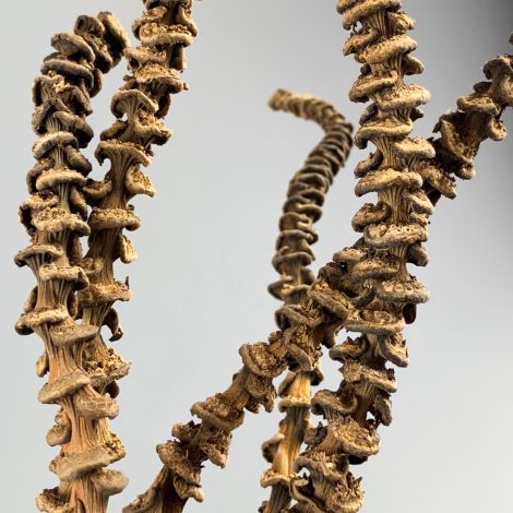Banana Stem x 10, approx. 30cm long, natural dried floral deco