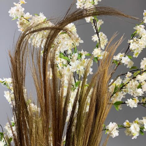Goose Feather Sedge, approx. 100 cm tall, approx. 20 stems per bundle