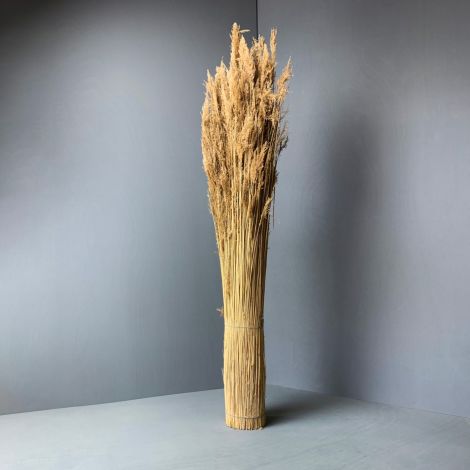 Water Reed Bundle, approx. 2 m plus tall by 25 cm diameter. Complete with seed head. Natural, dried, thatching material