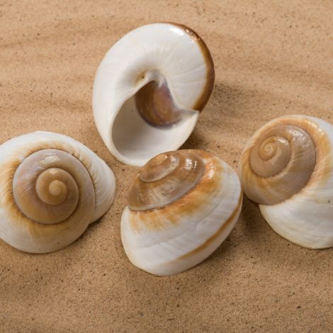 Mammoth Coiled Seashell, Approx. 70mm diameter
