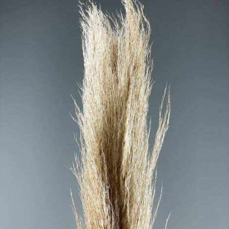 Pampas Grass - Vintage Classic x 5 stems, 1m long dried bunch, indigenous, UK grown