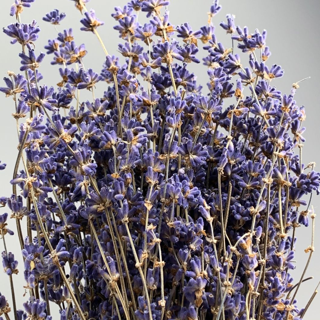 Lavender 30cm long - www.BrandonThatchers.co.uk