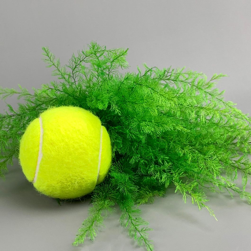 Fine Fern - www.BrandonThathers.co.uk IMG_1467.jpg