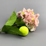 Pink Hydrangea - www.BrandonThathers.co.uk IMG_0887.jpg