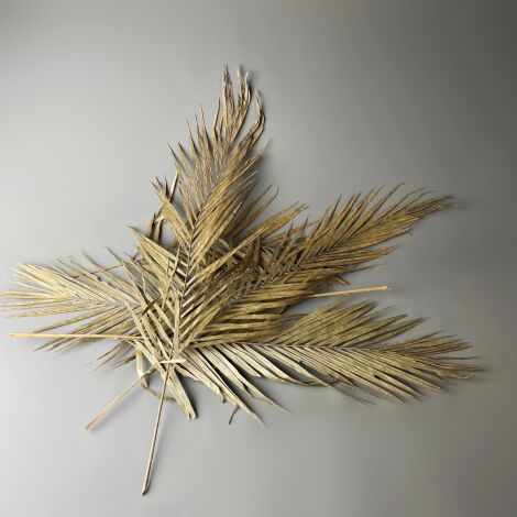 Cainan Leaf x 5, Natural Dried Deco