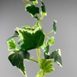 Ivy Variegated - www.BrandonThathers.co.uk IMG_0821.jpeg