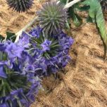 Globe Thistle, Purple, 92cm - www.BrandonThatchers.co.uk