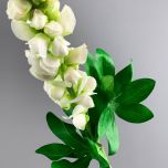Lupin Cream - www.BrandonThathers.co.uk IMG_1061.jpg